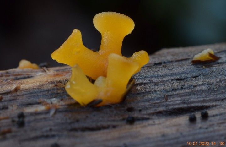 DSC_2439_01.JPG