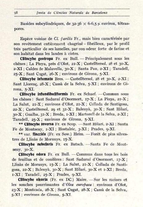 Clitocybe font-queri2.jpg