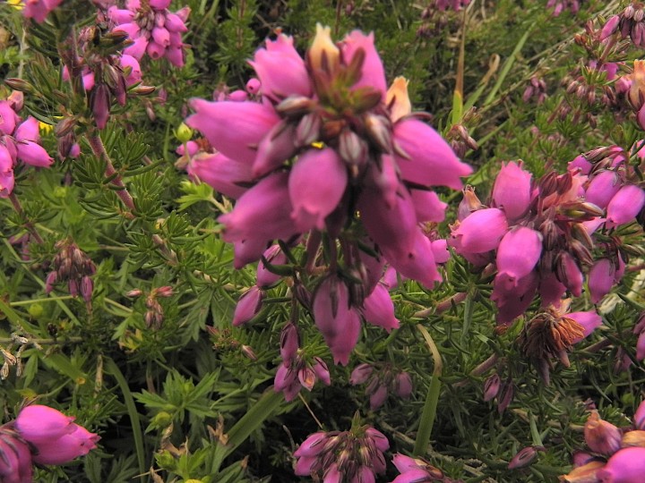 DSCN4704.JPG