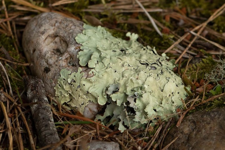 Lichen.jpg