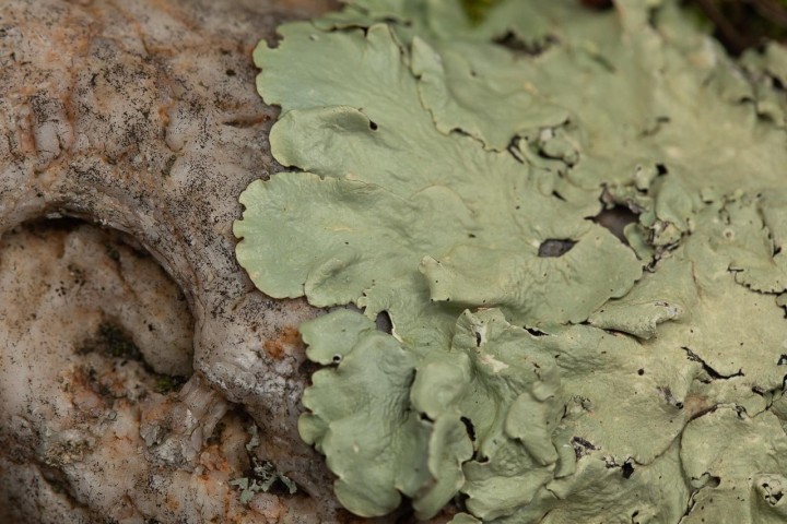 Lichen-3.jpg