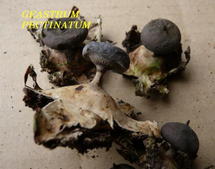 geastrum pectinatum 050208 pt 22.JPG