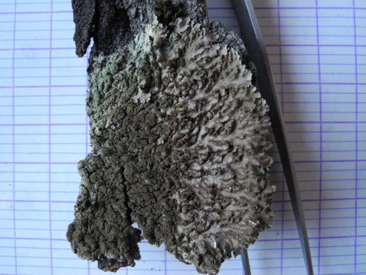 DSCN6908.JPG