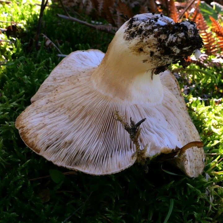 Cliquer sur l'image pour agrandir