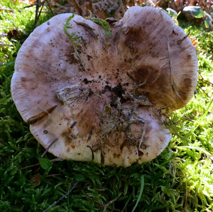 Cliquer sur l'image pour agrandir