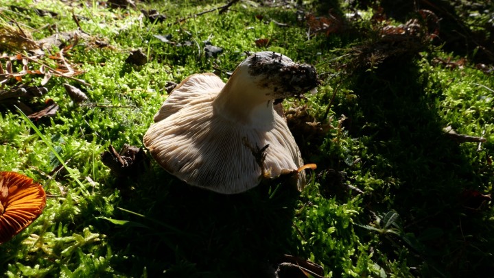 Cliquer sur l'image pour agrandir