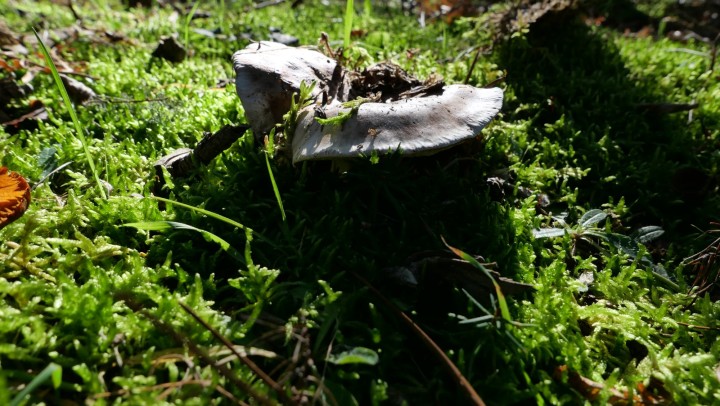 Cliquer sur l'image pour agrandir