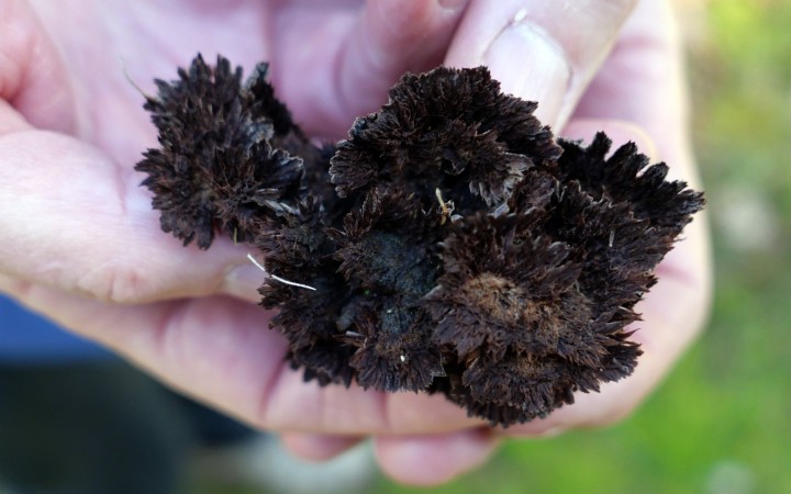 Cliquer sur l'image pour agrandir