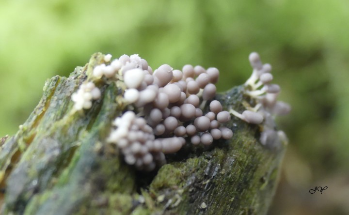 Myxomycètes sur saule pleureur (blancs)  le 19 janvier 2022.  (2).jpg