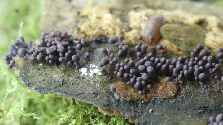 myxomycetes blancs puis gris sur saule pleureur le 19 janvier 2022. (8).jpg