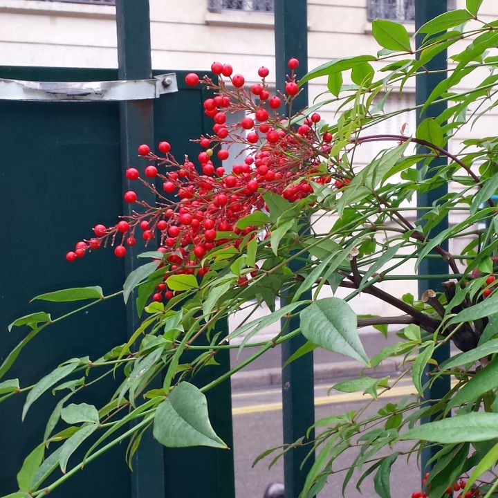 Cliquer sur l'image pour agrandir