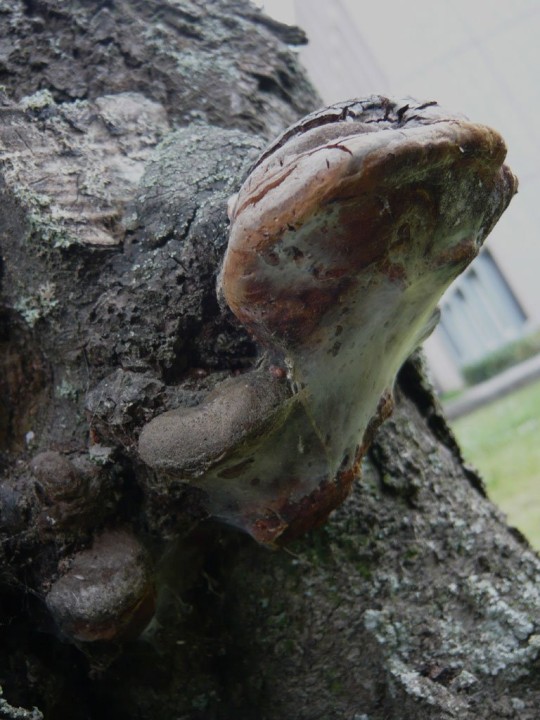 P1040284web.jpg