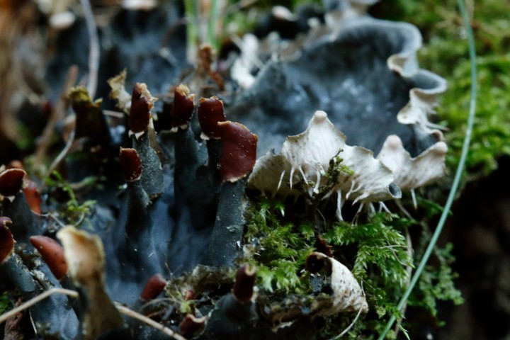 4X6A0334-1.JPG