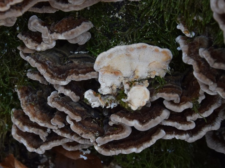 Trametes ochracea.jpg