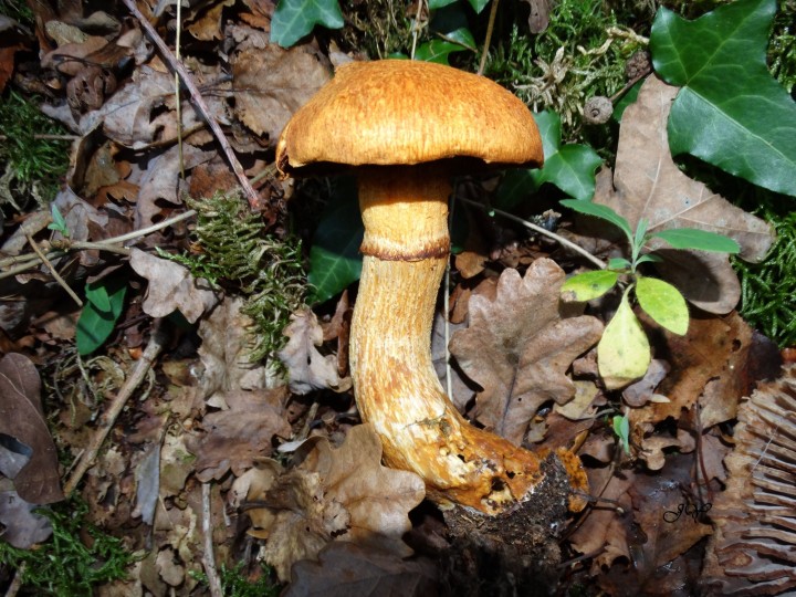 15 novembre 2017. .jpg