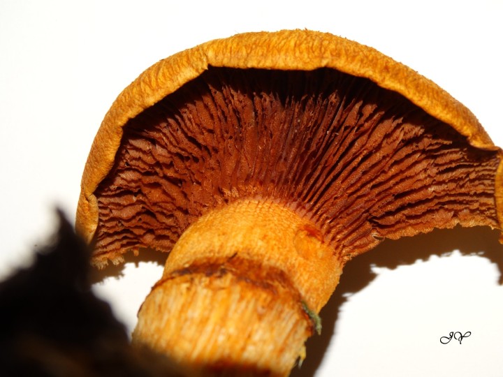 16.11.2017. Taille 18cm...jpg