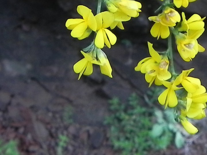 DSCN7952a.JPG