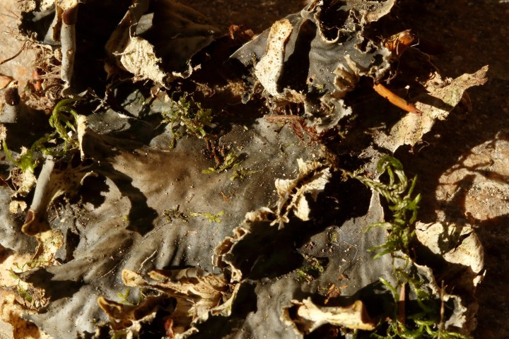 4X6A0433_1.JPG