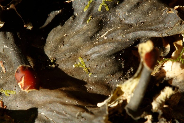 4X6A0423_1.JPG