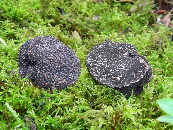 Tuber melanosporum B.jpg