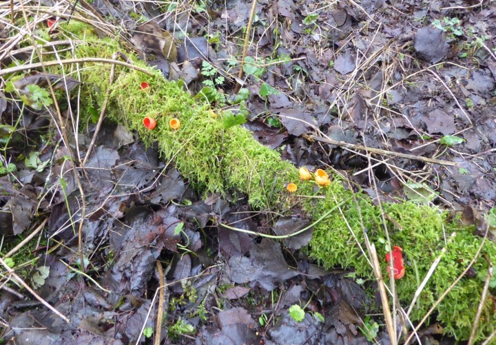 P1130180 (copie 1).JPG