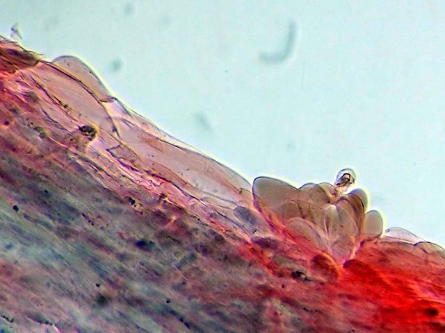 Photo Yoko Kimura-Debauve