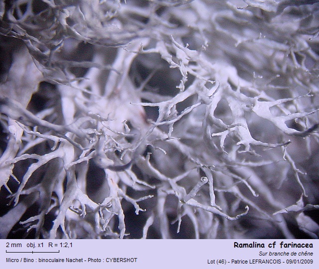 ramalina_cf_farinacea.jpg