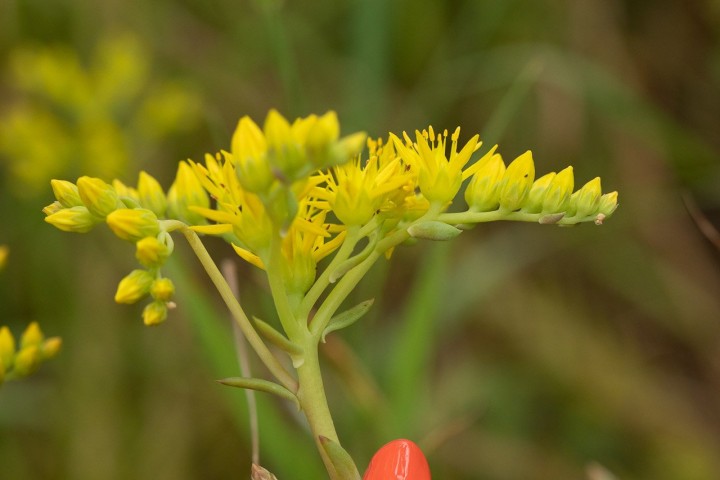 Sedum.jpg