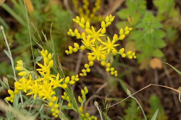 Sedum-3.jpg