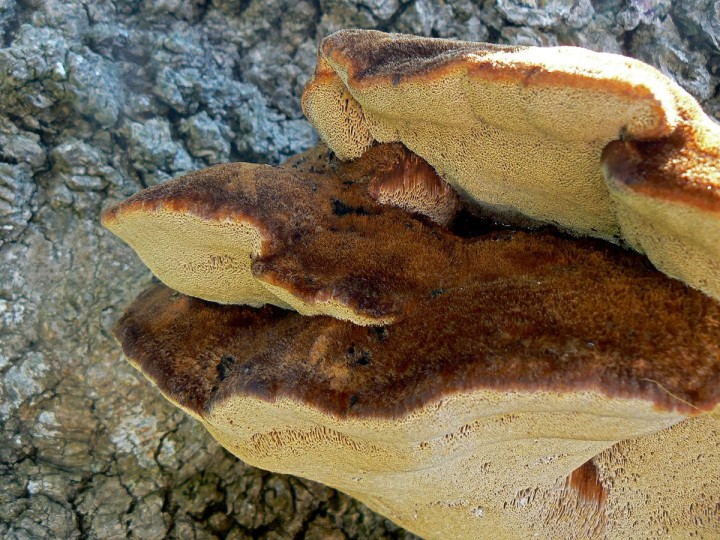 Septembre 2009 - Varades (44)