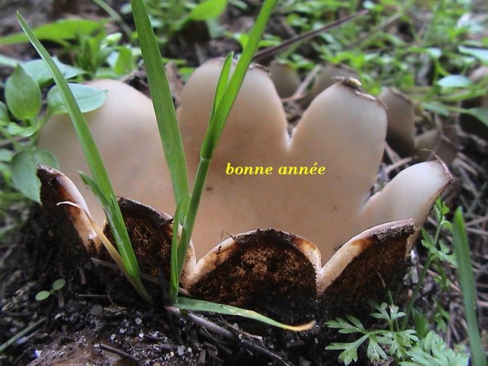 voeux 2009 geopora sumneriana.JPG