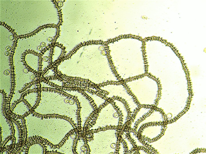 A.DENUDATA Capillitium.