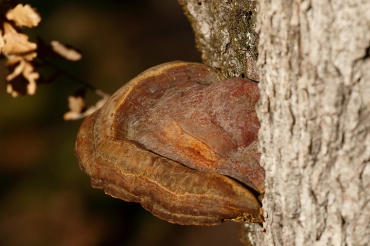 4X6A0710-1.JPG