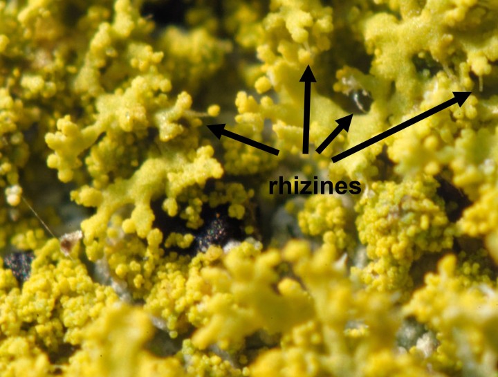 candelaria lobes et rhizines avec flèches.jpg