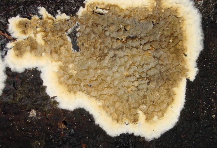 coniophora puteana