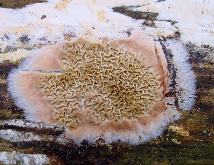 serpula
