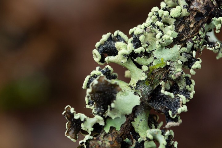 Lichen 3.jpg