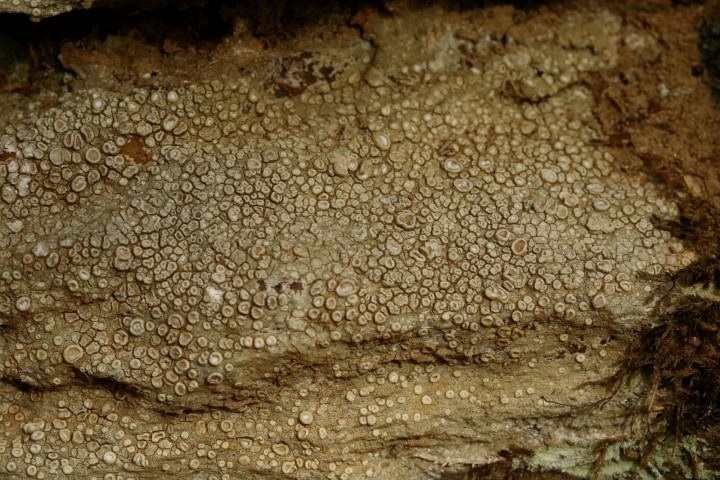 4X6A0648-1.JPG