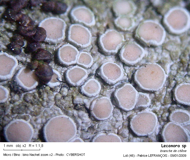 lecanora_sp.jpg