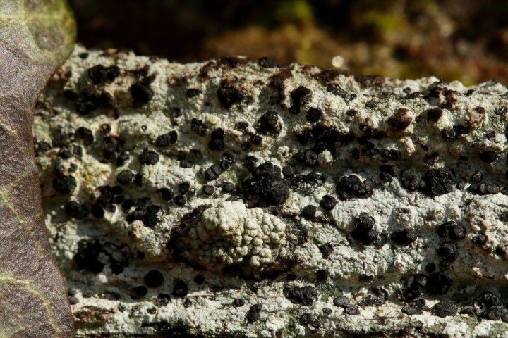 4X6A0775-1.JPG