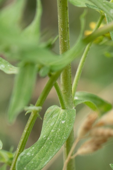 Millepertuis-2.jpg