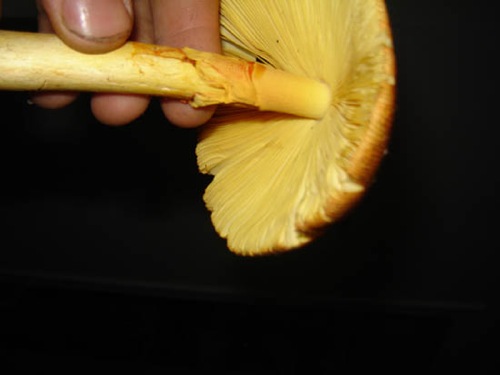 amanite (1).jpg
