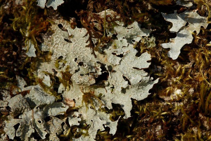 4X6A0907-1.JPG