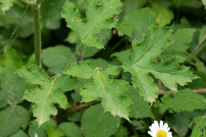 Fleur-2.jpg