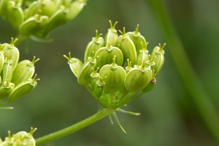 Fleur-4.jpg