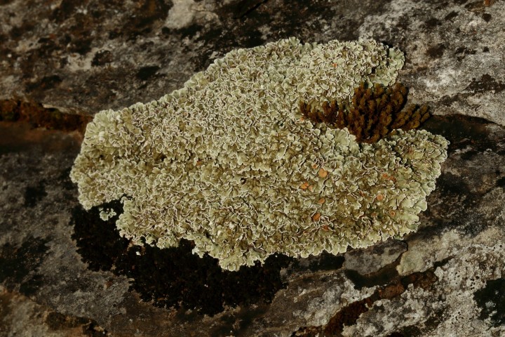 4X6A0942-1.JPG