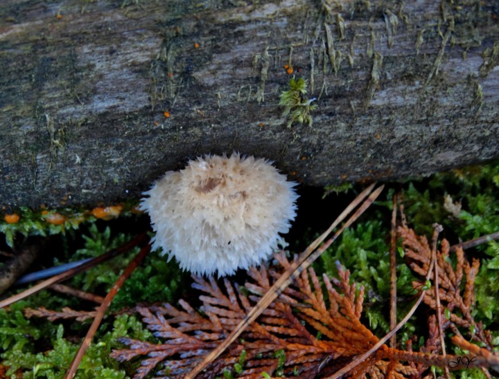 Hericium flagellum (ou sp) sur conifère  Lann burgeol POSSIBLE. .13.11.2016..jpg