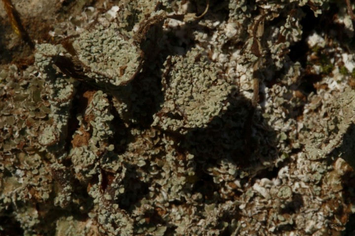4X6A0988-1.JPG