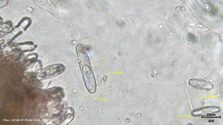 pézize-2_1400web.jpg