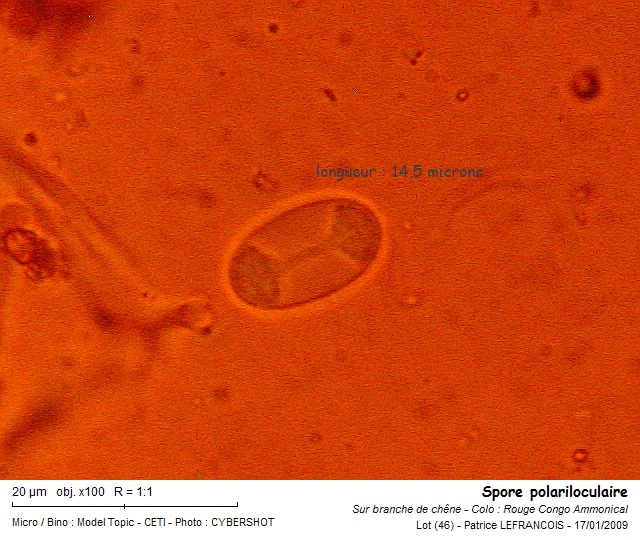 spore_photo1.jpg